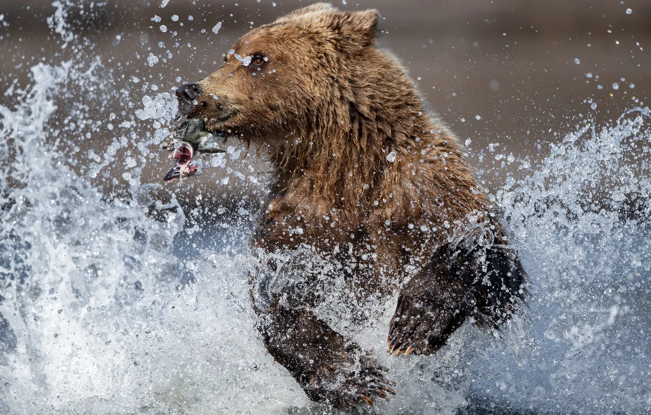 Photo wallpaper water, squirt, river, fish, predator, bear, running, beast