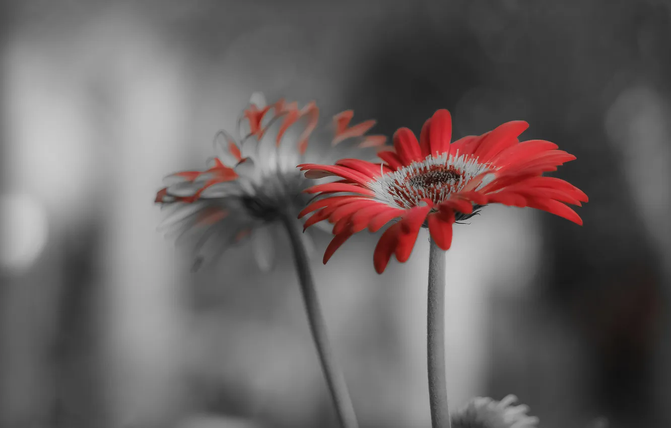 Photo wallpaper leaves, nature, paint, plant, petals, gerbera