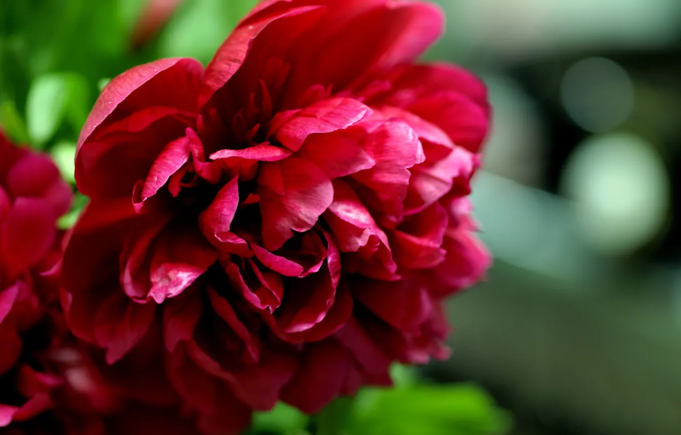 Photo wallpaper flowers, peonies, pomegranate