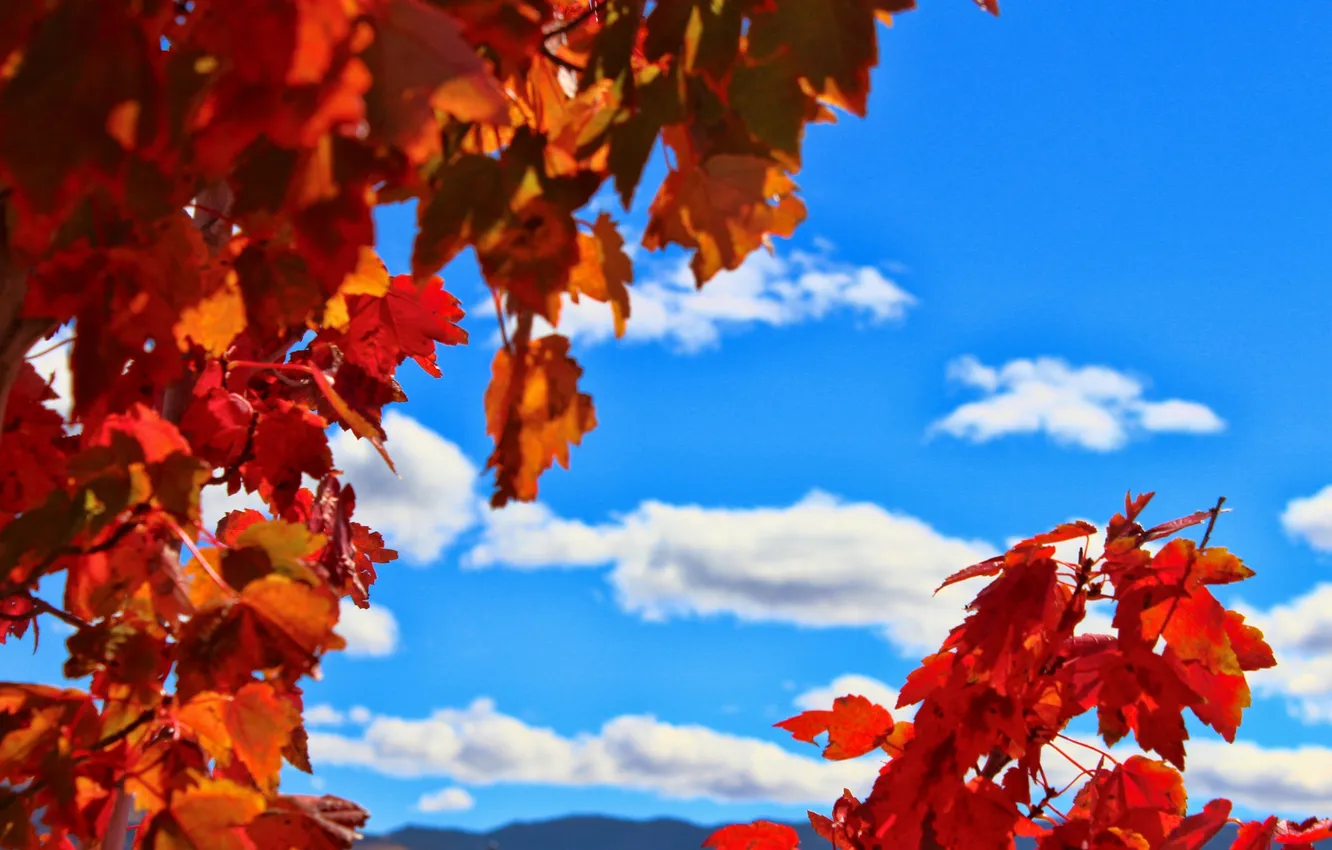 Photo wallpaper autumn, the sky, leaves, clouds