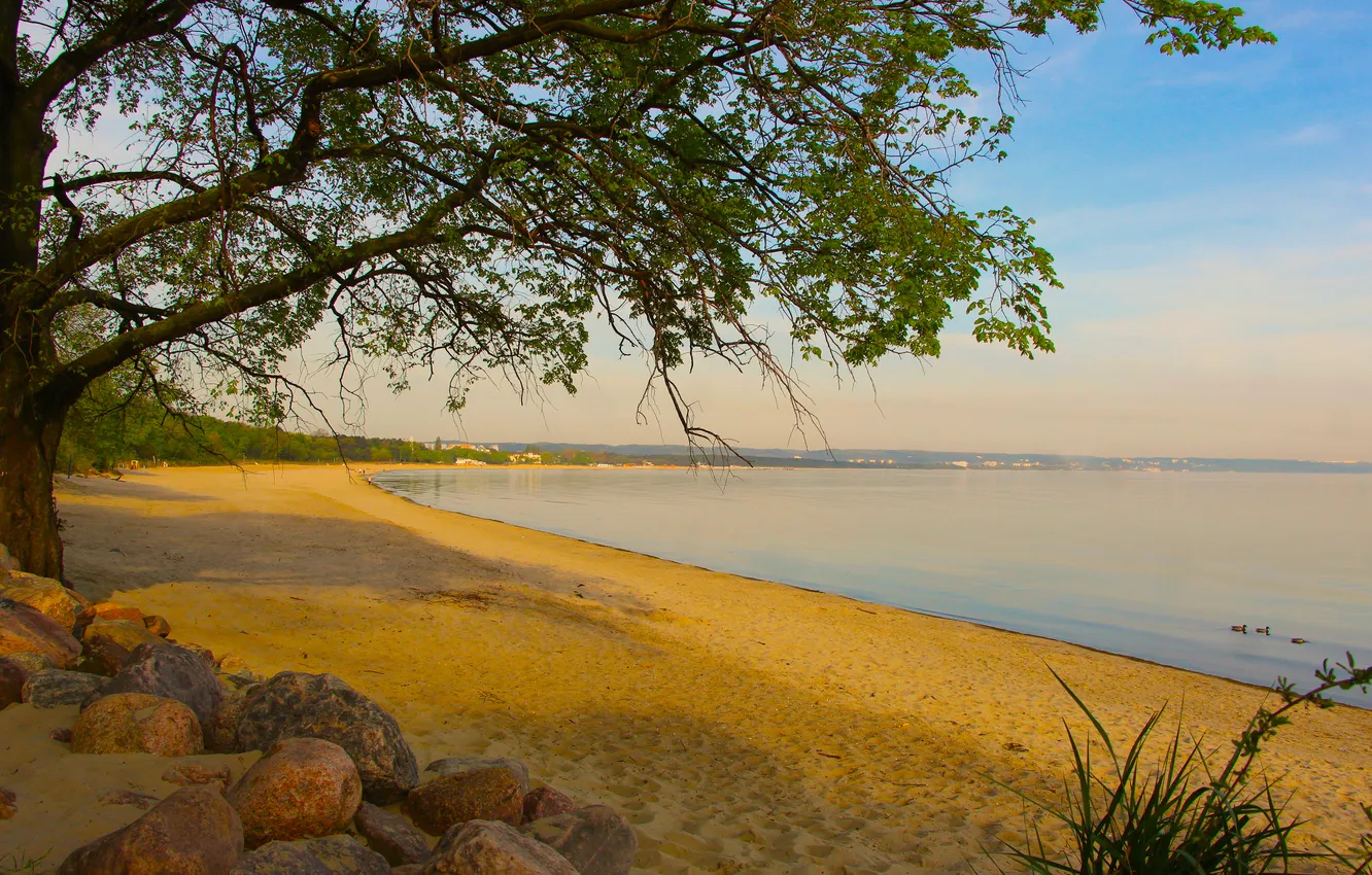Photo wallpaper beach, sea, water, tree, sand