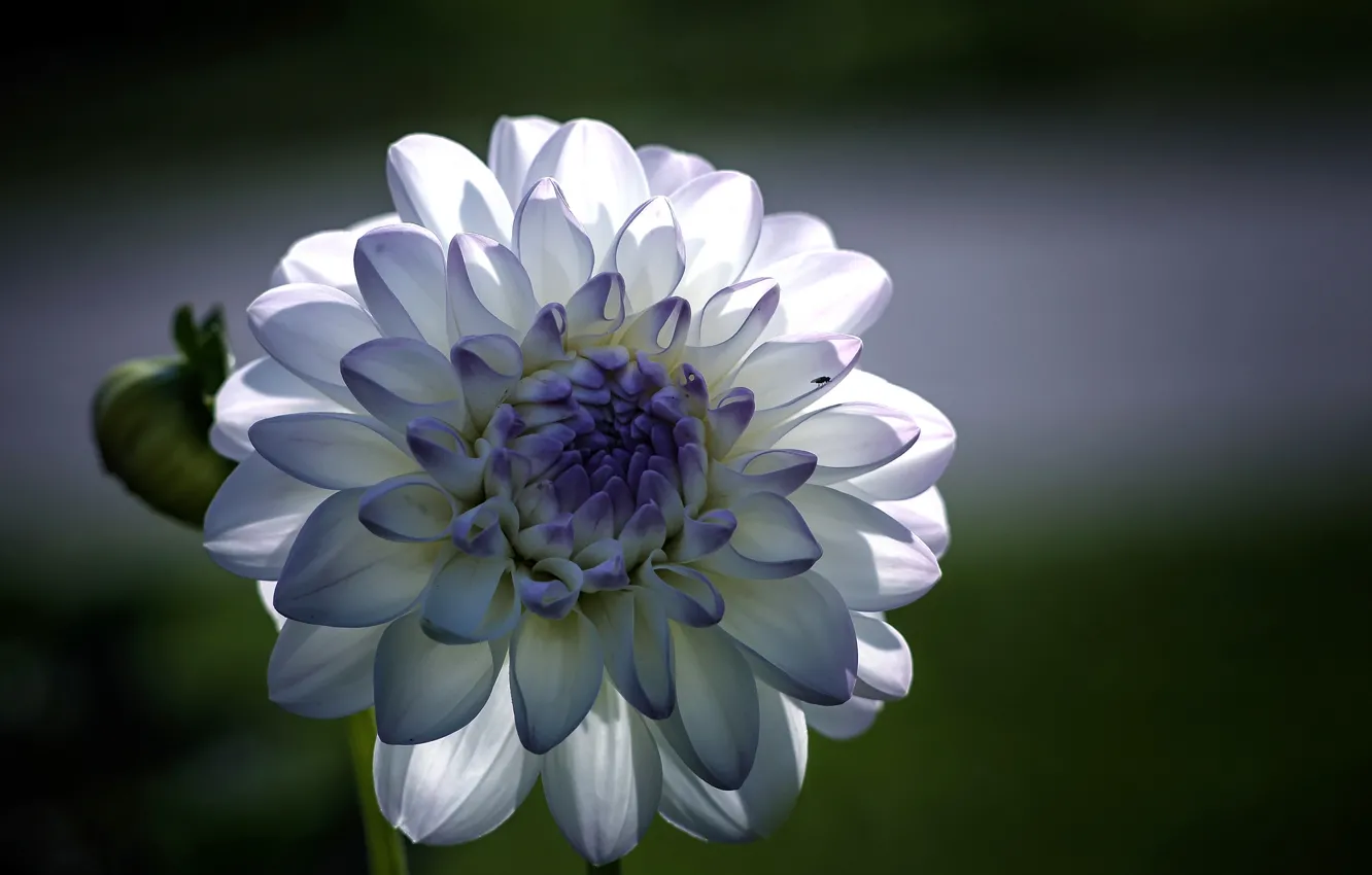 Photo wallpaper macro, flowers, blue, focus, petals, white, dahlias