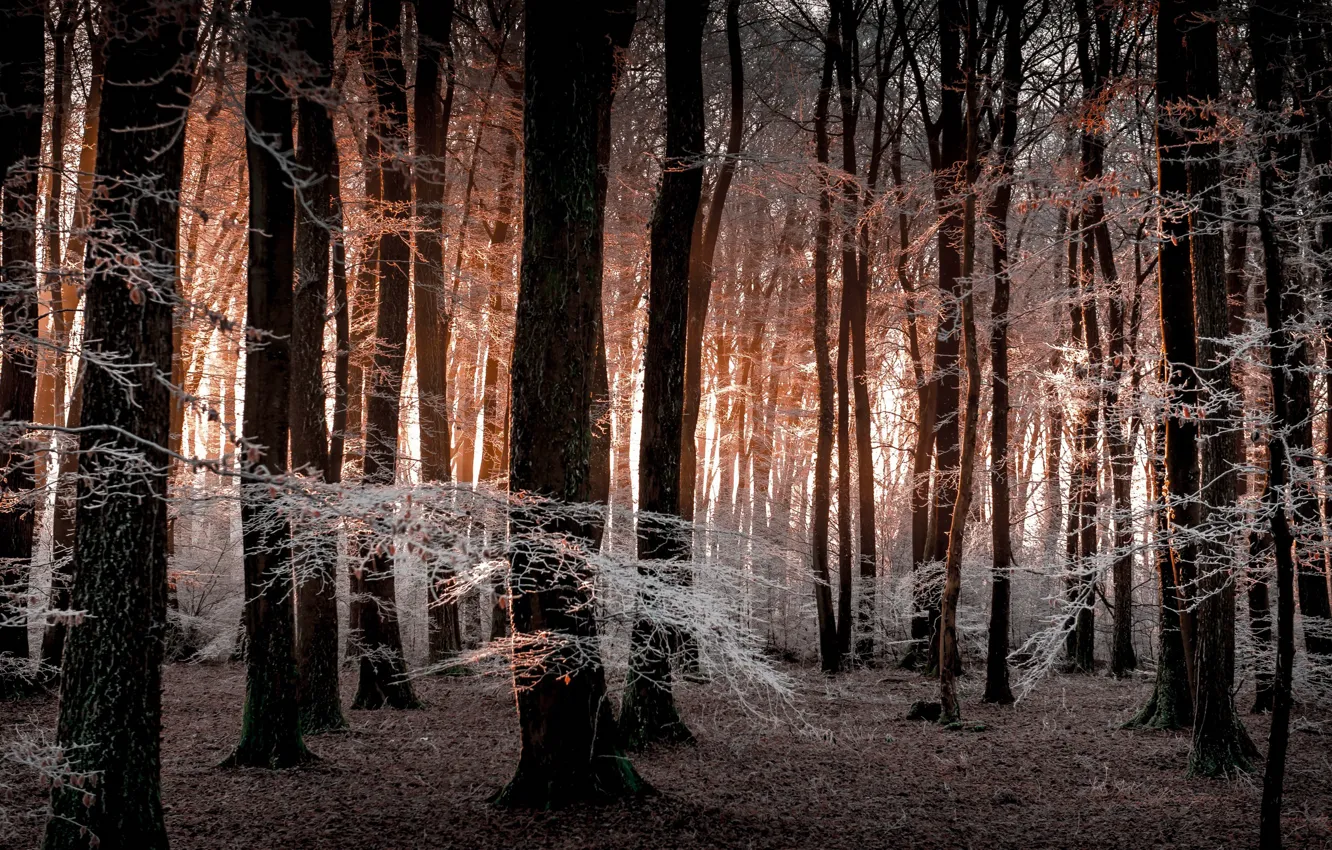 Photo wallpaper frost, forest, trees
