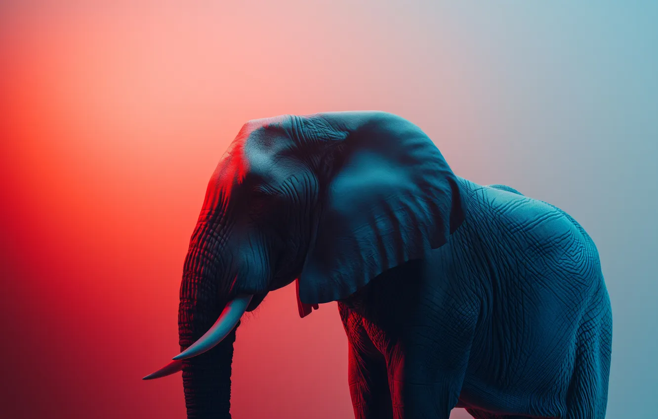 Photo wallpaper design, shadows, elephant