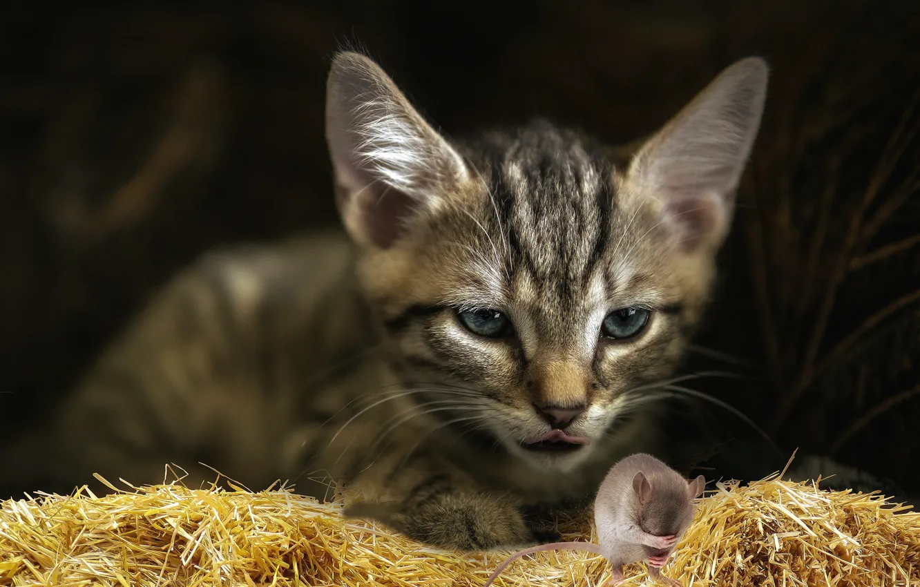 Photo wallpaper language, cat, pose, the dark background, grey, fear, collage, mouse
