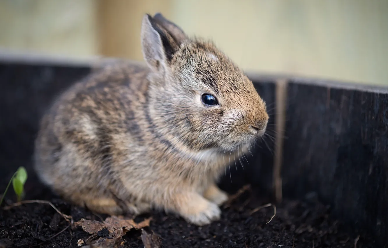 Photo wallpaper grey, earth, Board, rabbit, face, Bunny, bokeh