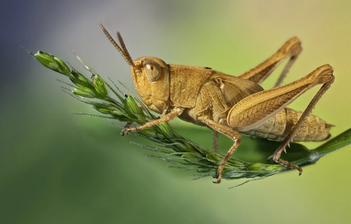 Photo wallpaper macro, background, grasshopper
