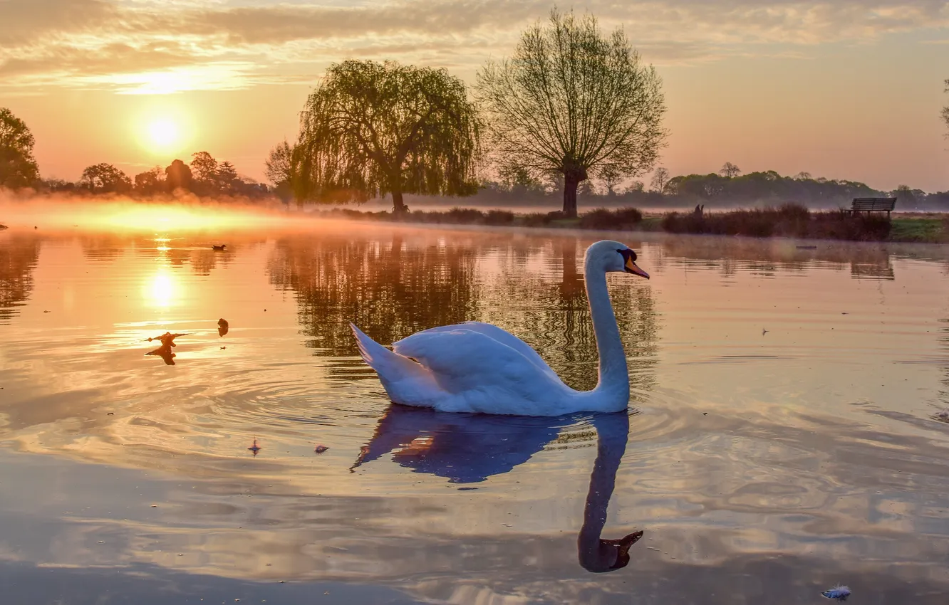 Photo wallpaper white, light, lake, reflection, bird, swans, swimming