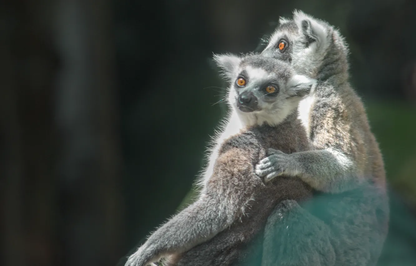 Photo wallpaper animals, eyes, lemurs