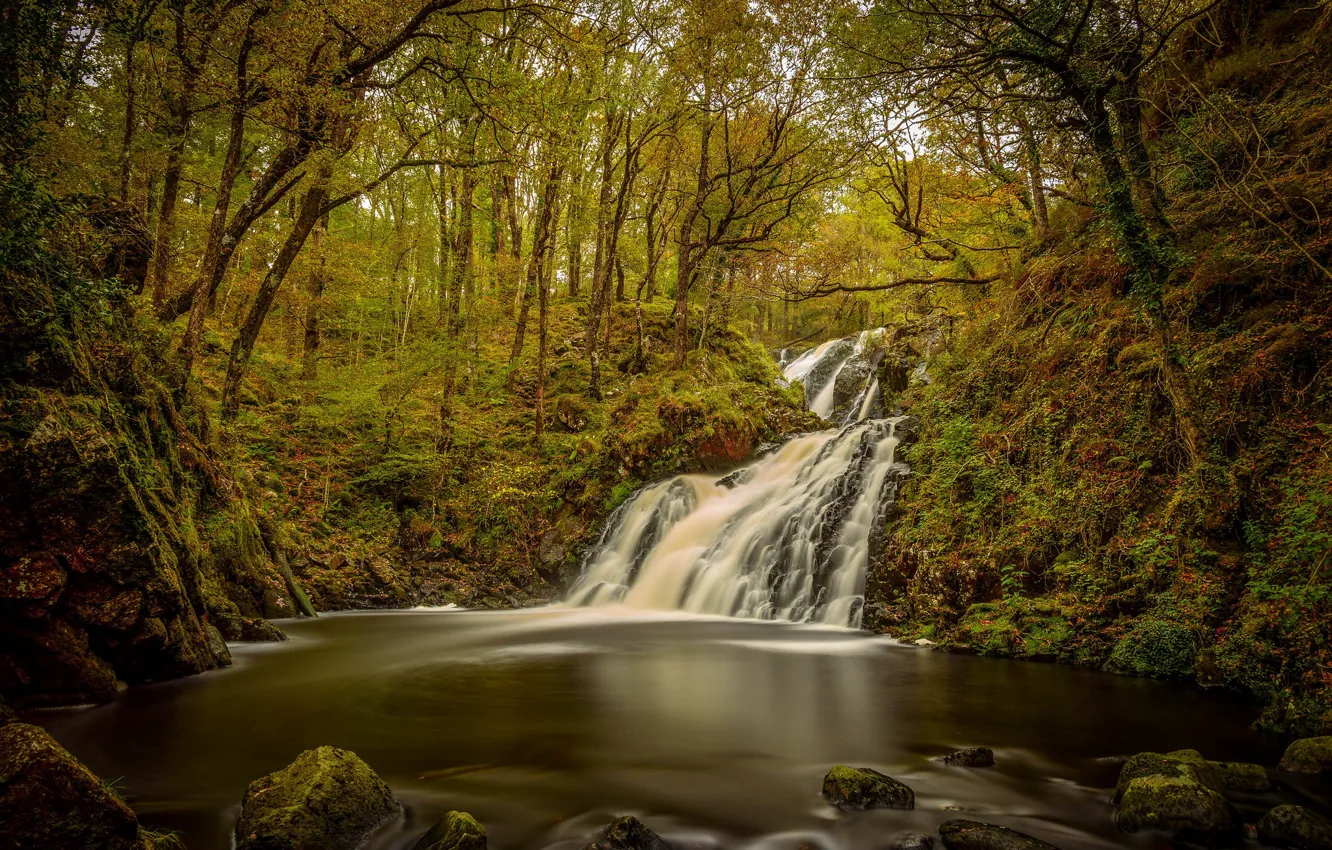 Photo wallpaper forest, water, trees, waterfall