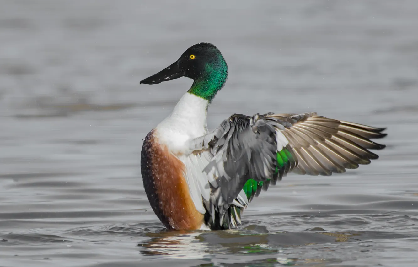 Photo wallpaper water, lake, bird, duck, wings, Drake, utak