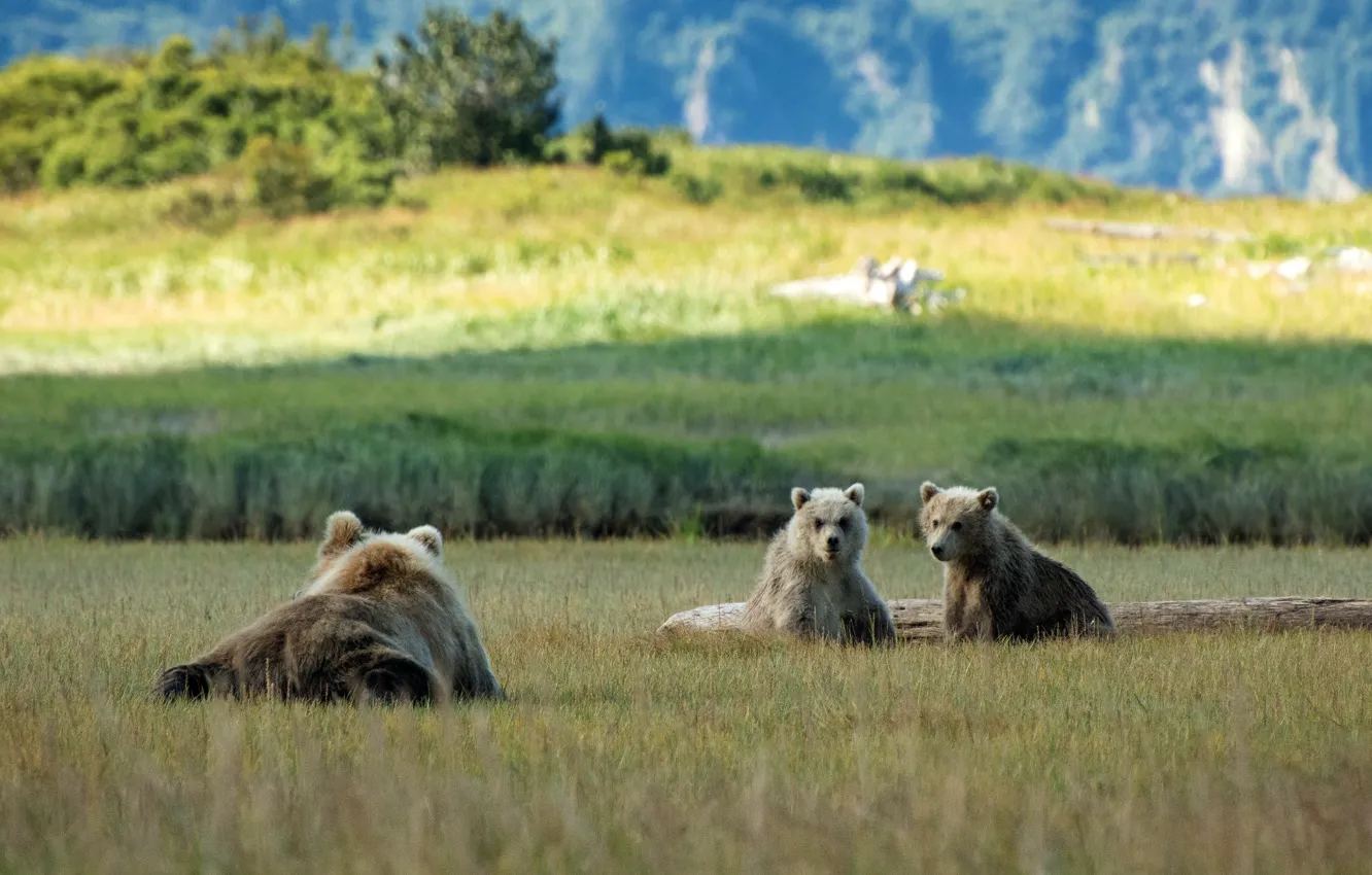 Photo wallpaper nature, bear, bear