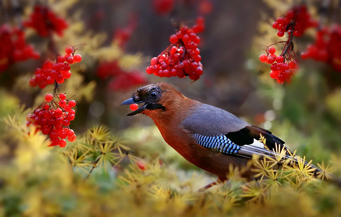 Photo wallpaper berries, bird, beak