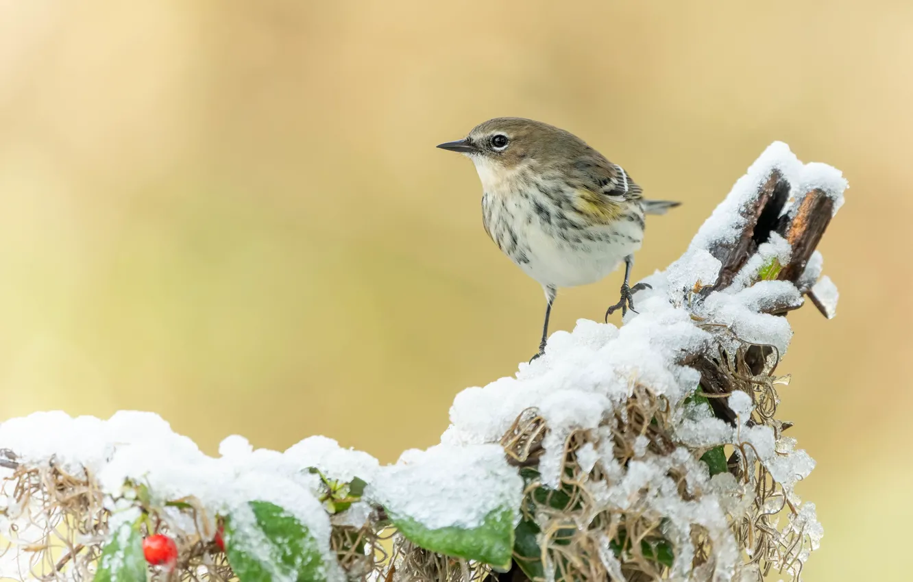 Photo wallpaper winter, frost, leaves, snow, branches, berries, background, bird