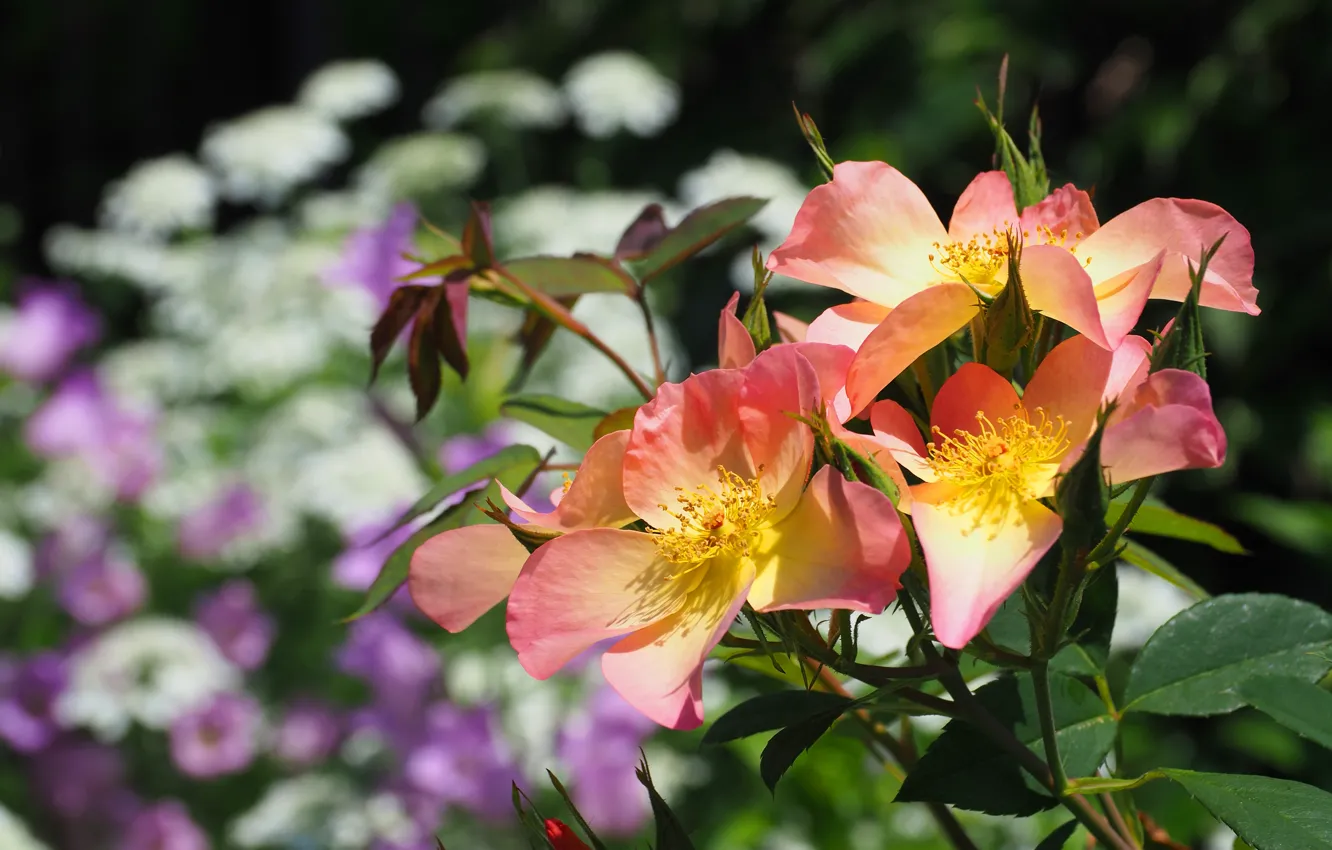 Photo wallpaper flowers, orange, background, roses, garden, briar, pink, the bushes