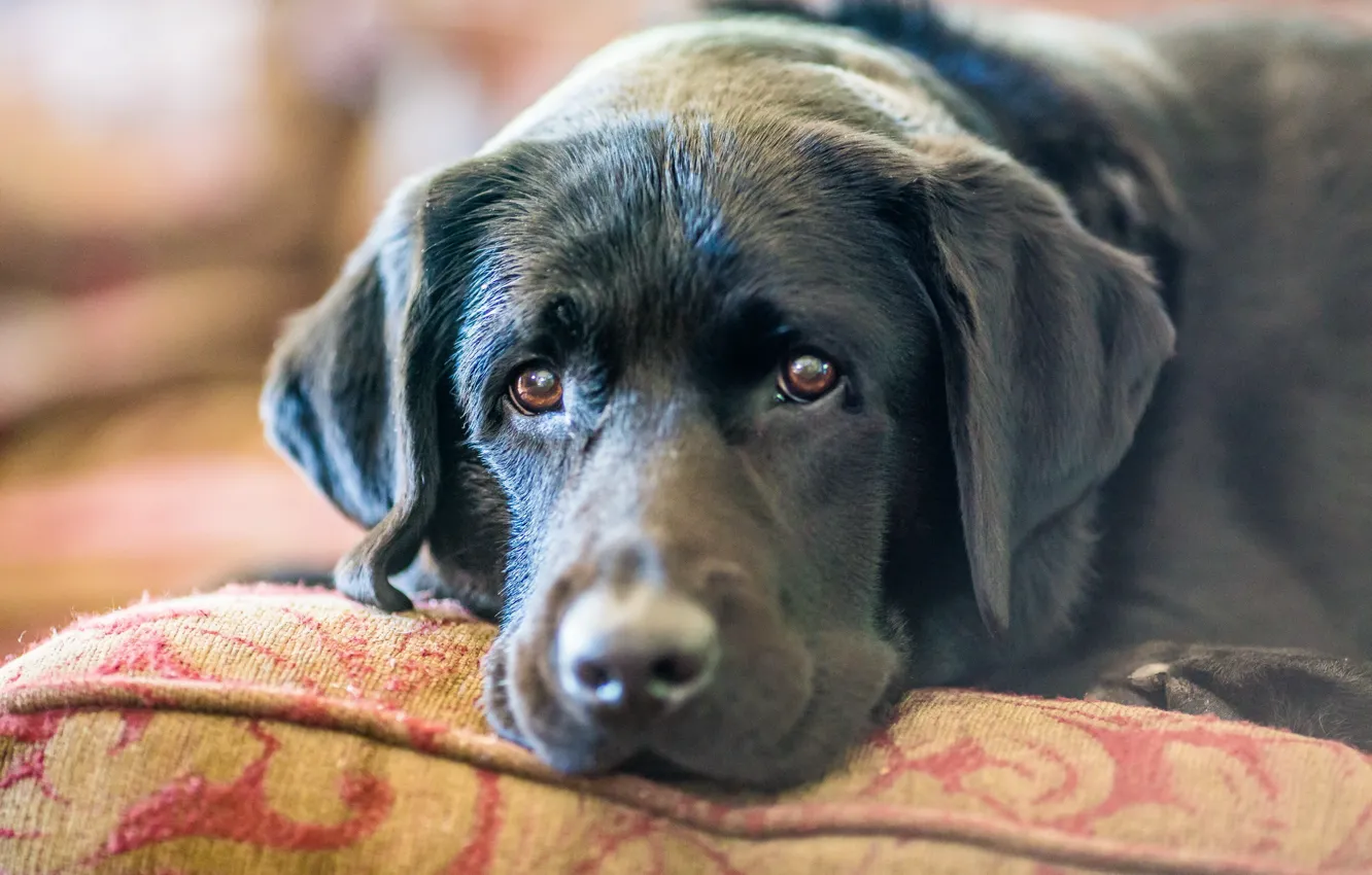 Photo wallpaper look, each, dog