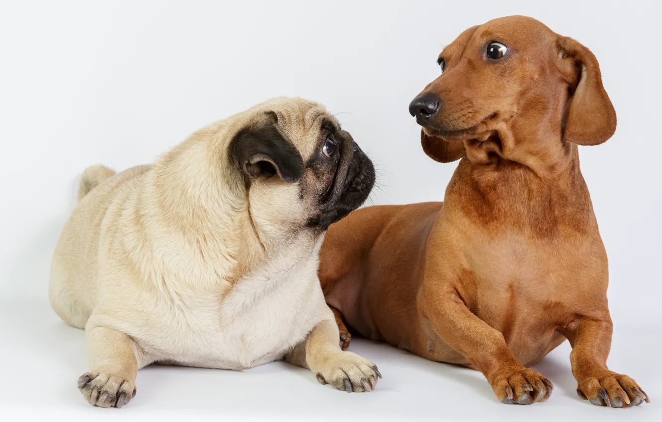 Photo wallpaper photo, Dogs, Two, Animals, Dachshund, Pug
