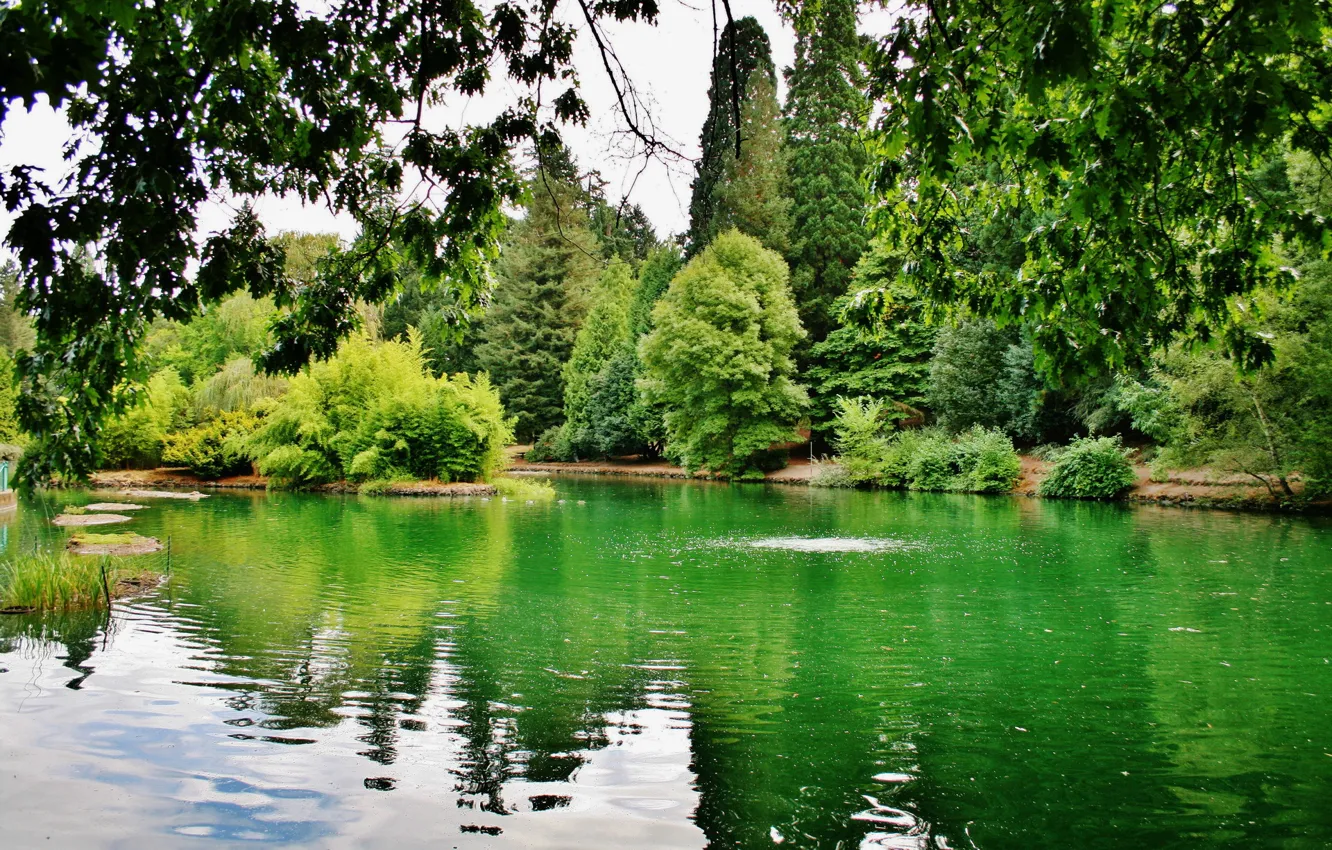 Photo wallpaper greens, trees, branches, lake, USA, Oregon, Portland, Laurelhurst Park