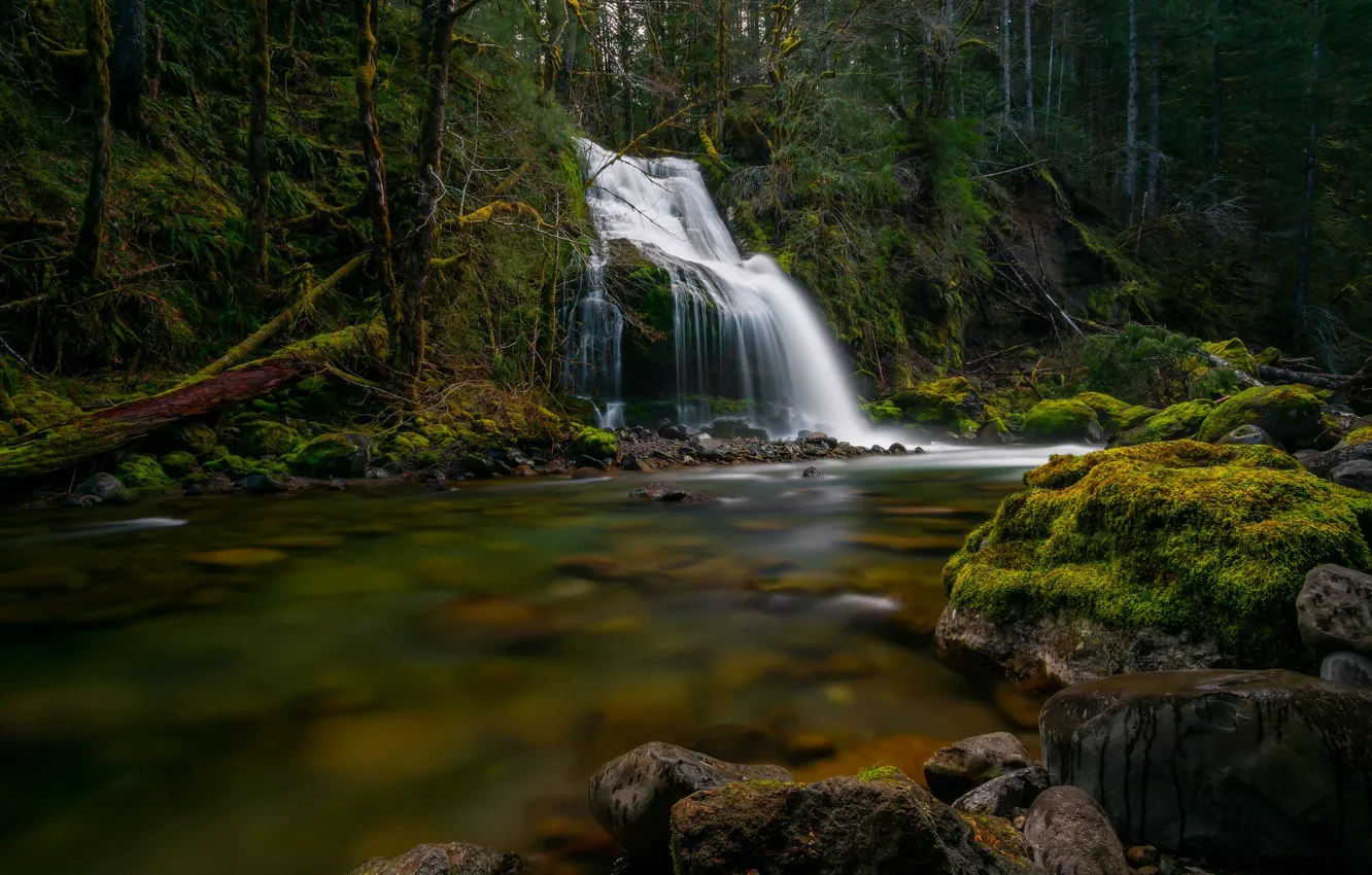 Photo wallpaper forest, river, stones, waterfall, moss, cascade, Gifford Pinchot National Forest, Washington State