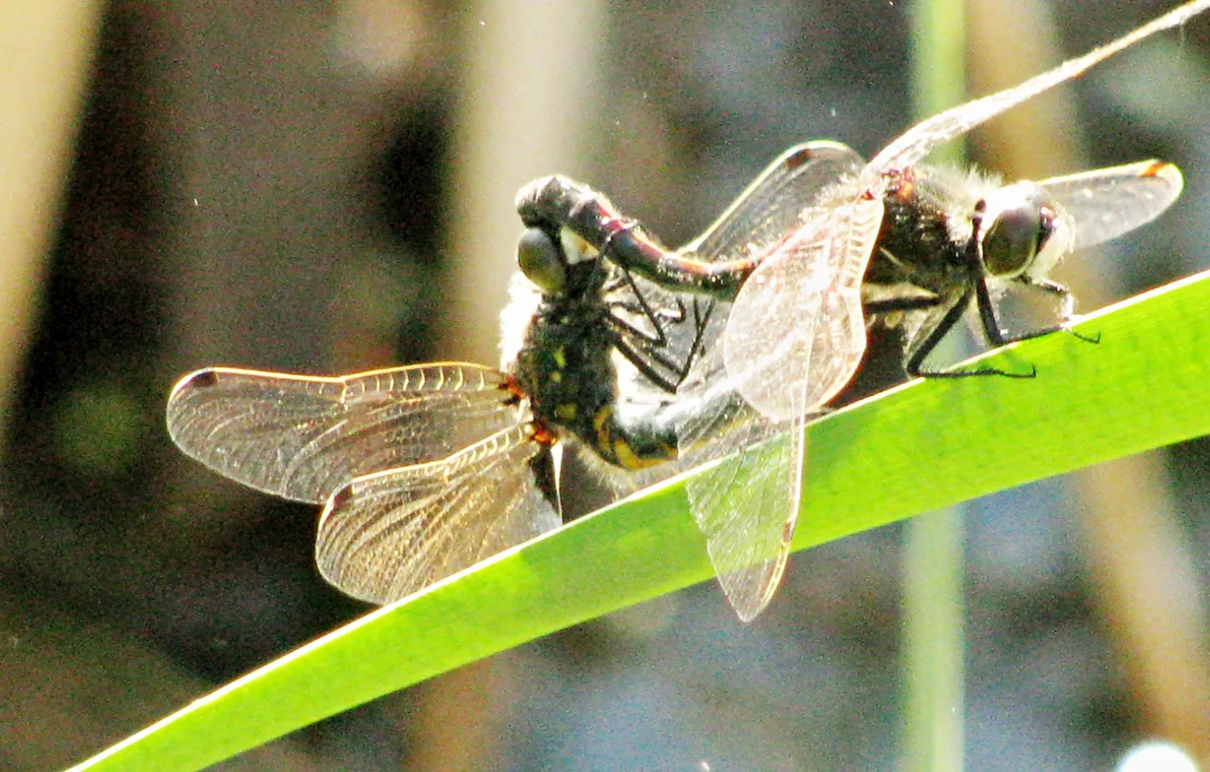 Photo wallpaper macro, nature, dragonfly, insect