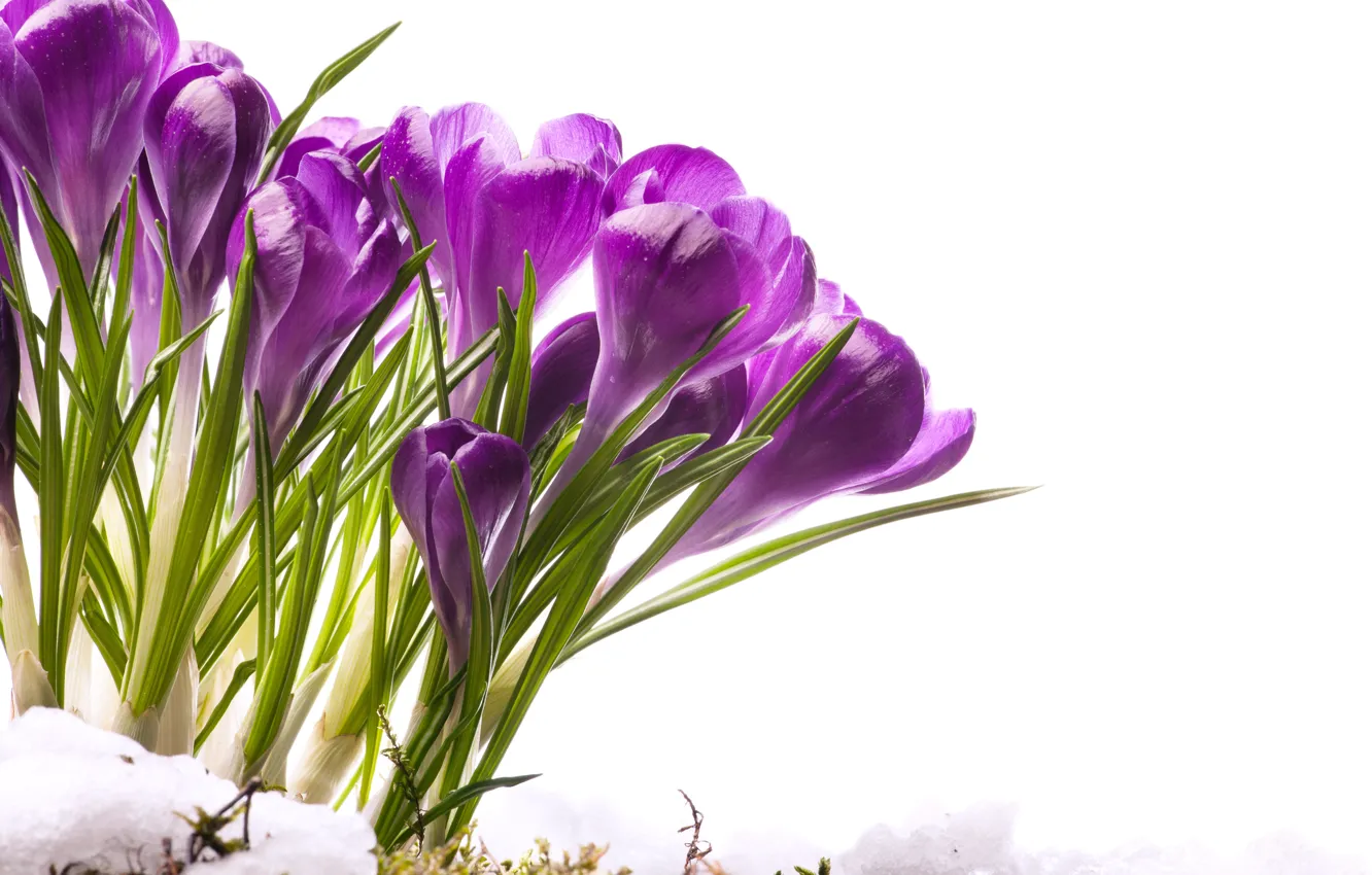 Photo wallpaper flowers, moss, spring, crocuses, melting snow