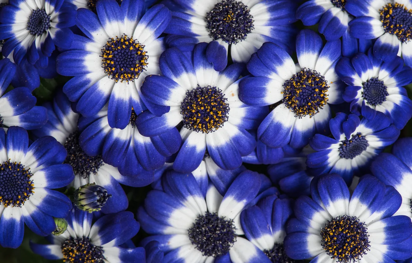 Photo wallpaper flowers, color, petals, Cineraria