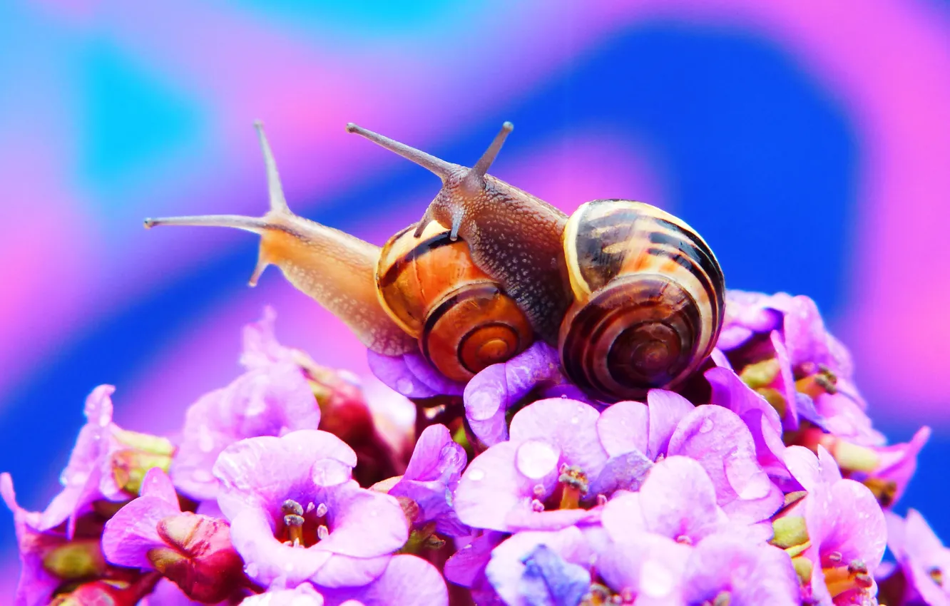 Photo wallpaper macro, love, flowers, snail, a couple, lilac background