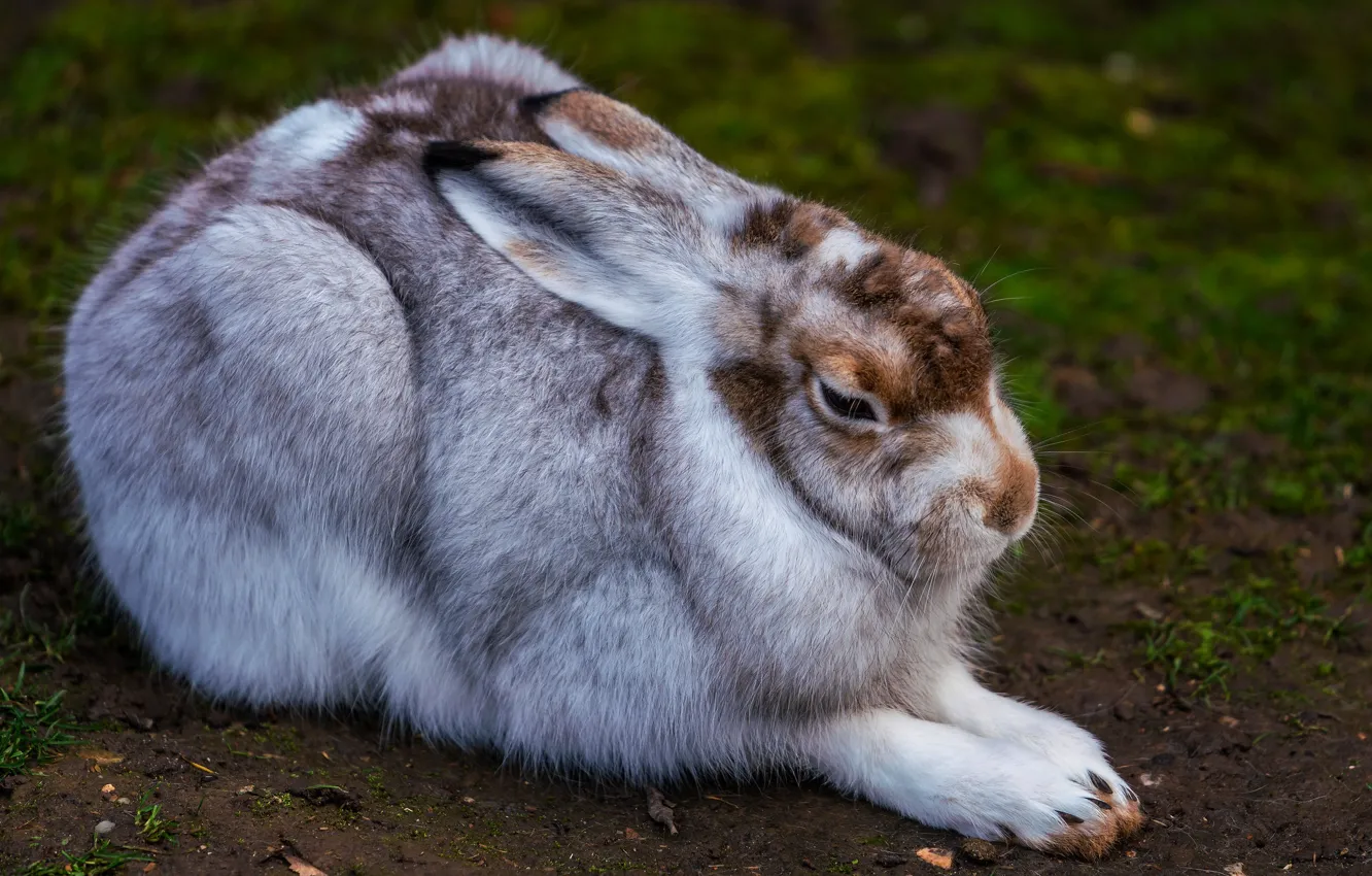 Photo wallpaper glade, hare, rabbit, lies, ears