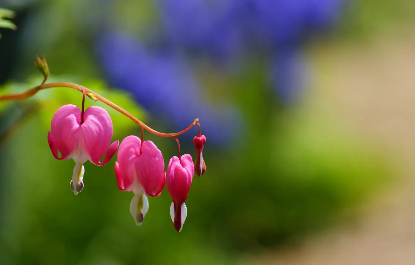 Photo wallpaper flowers, background, widescreen, Wallpaper, blur, hearts, wallpaper, pink