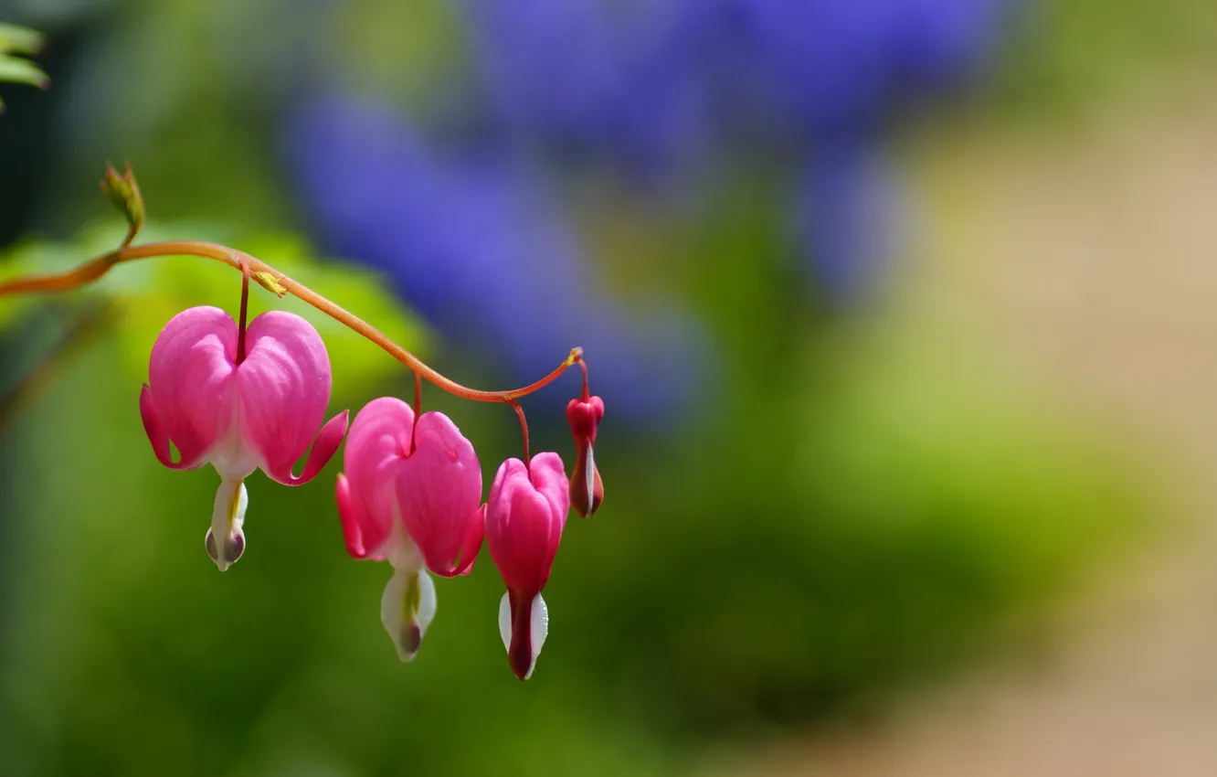Photo wallpaper flowers, background, pink, widescreen, Wallpaper, blur, wallpaper, flowers
