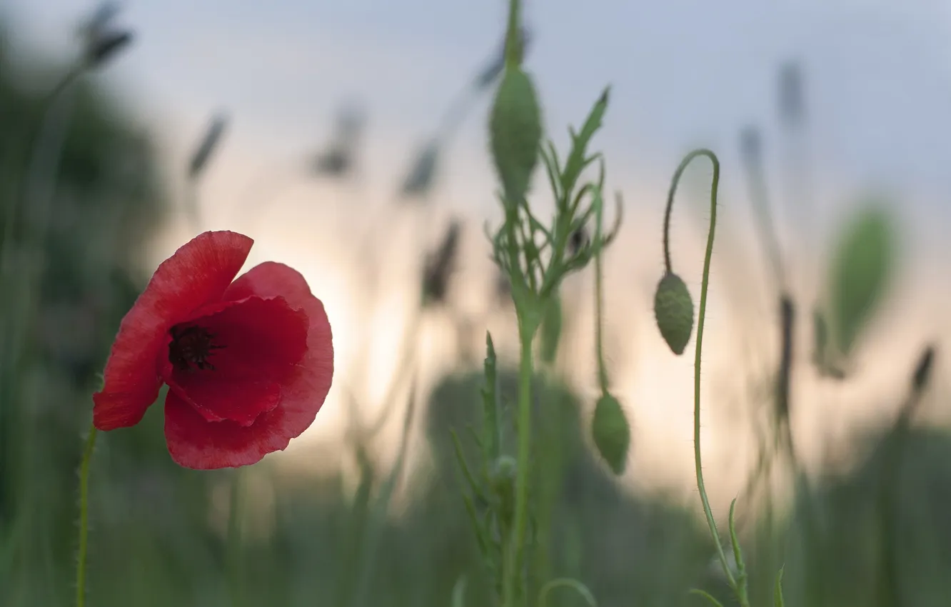 Photo wallpaper summer, flowers, Mac