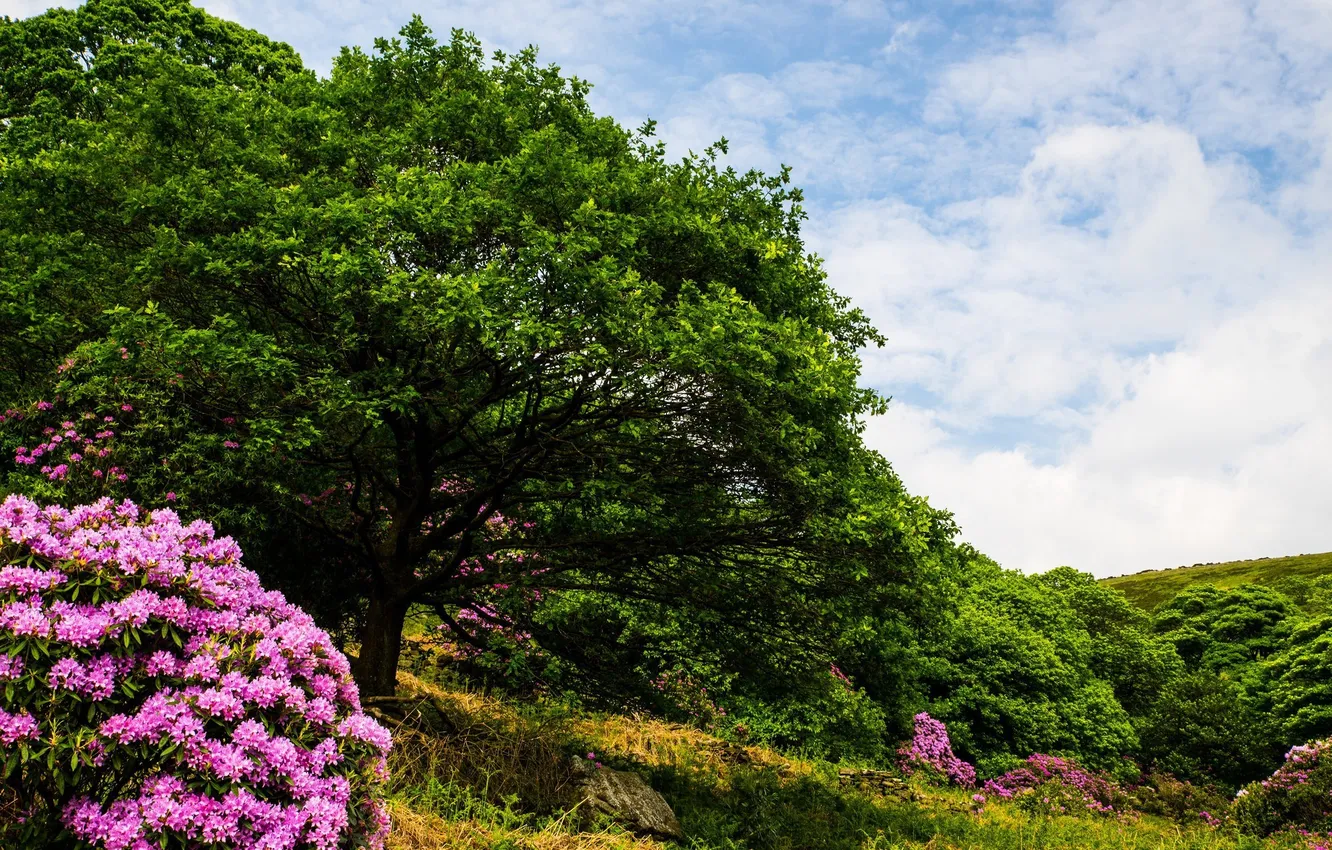Photo wallpaper trees, flowers, stone, flowering, shrubs