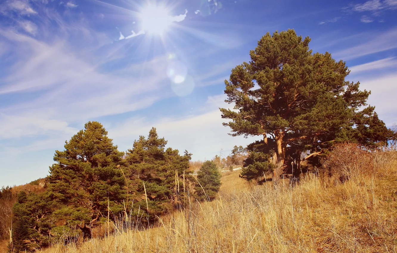 Photo wallpaper summer, trees, landscape