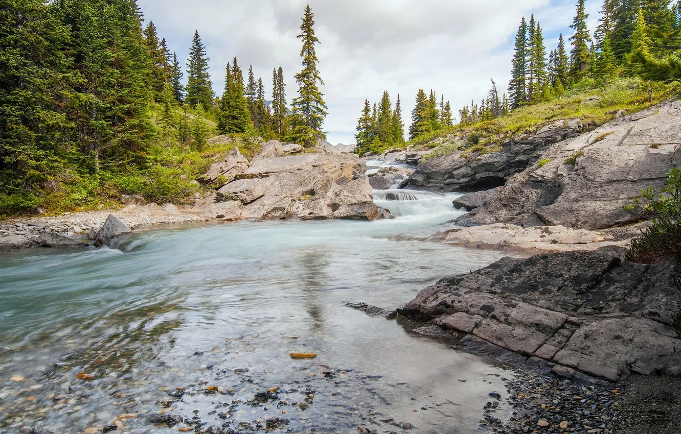 Wallpaper forest, stream, Canada, Albert, Banff National Park, river ...