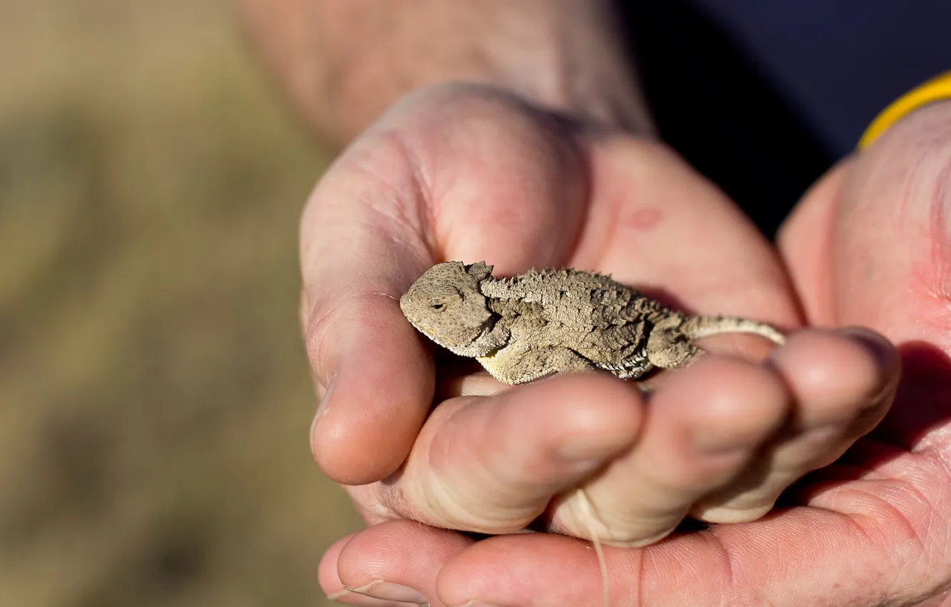 Photo wallpaper macro, hands, lizard