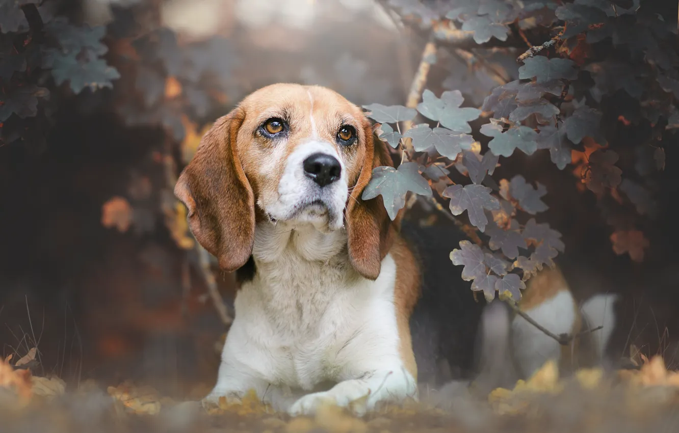 Photo wallpaper look, face, leaves, branches, dog, Beagle