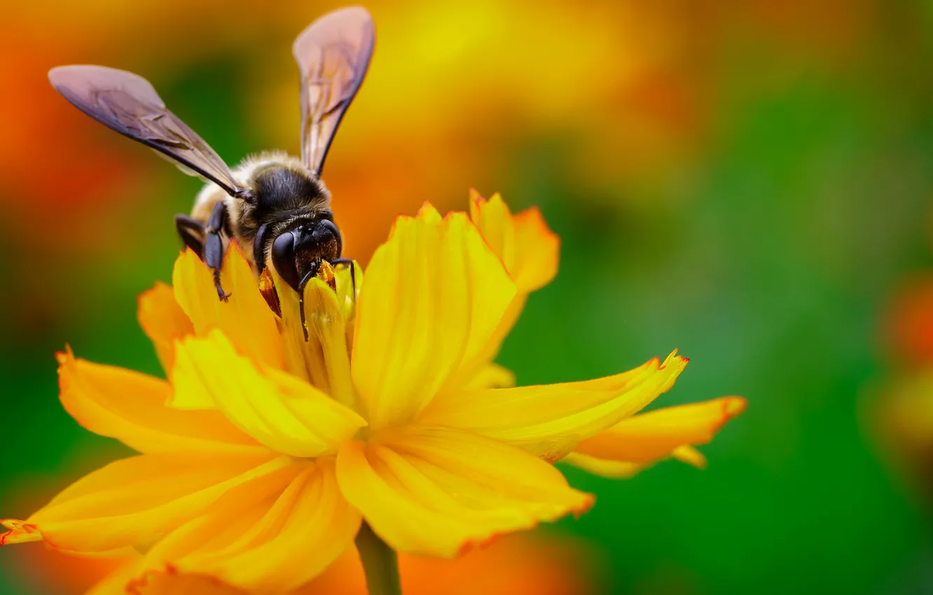 Photo wallpaper flower, yellow, nectar, bee, wings, focus, insect