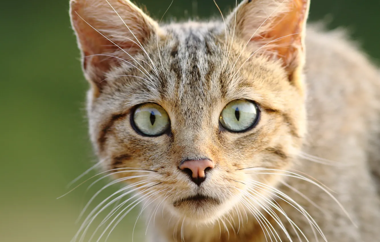 Photo wallpaper look, muzzle, wild cat, curious