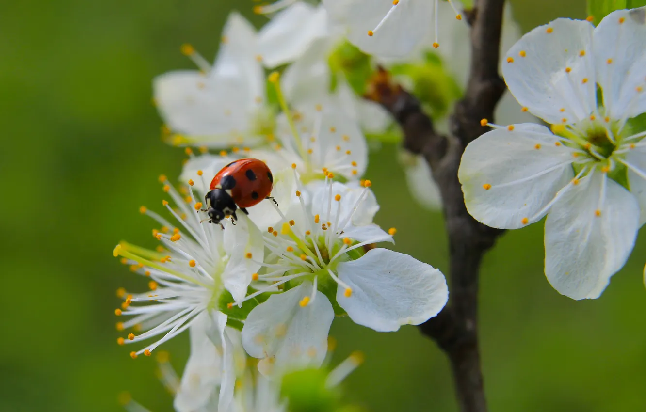 Photo wallpaper flower, spring, insect, ladybird