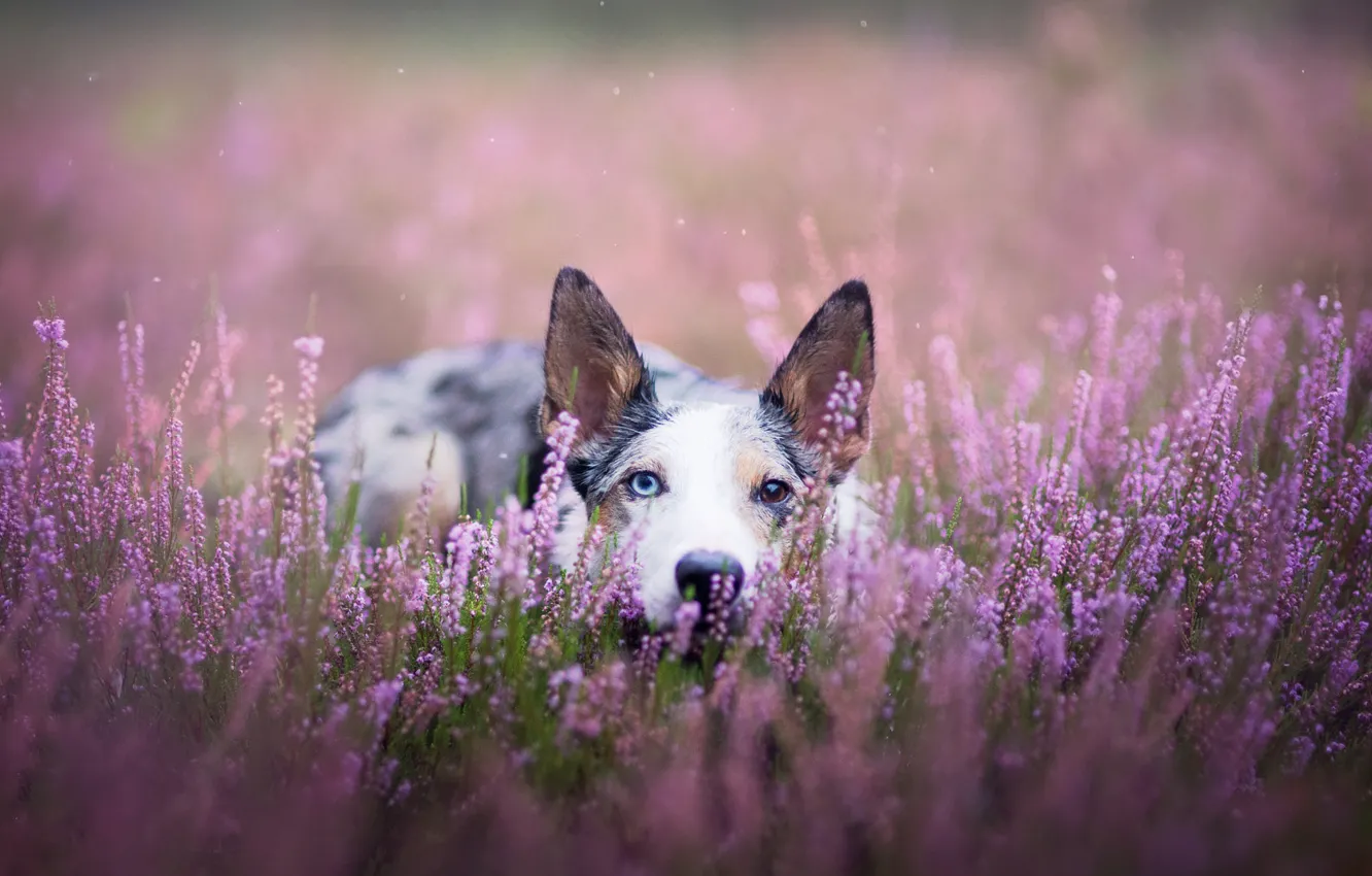 Photo wallpaper field, summer, look, face, flowers, background, lilac, glade