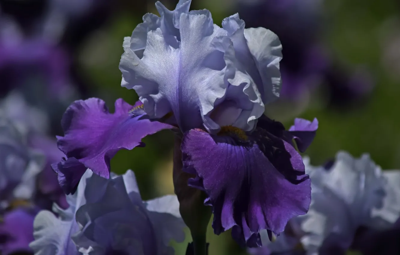 Photo wallpaper purple, macro, lilac, petals, Iris, Iris