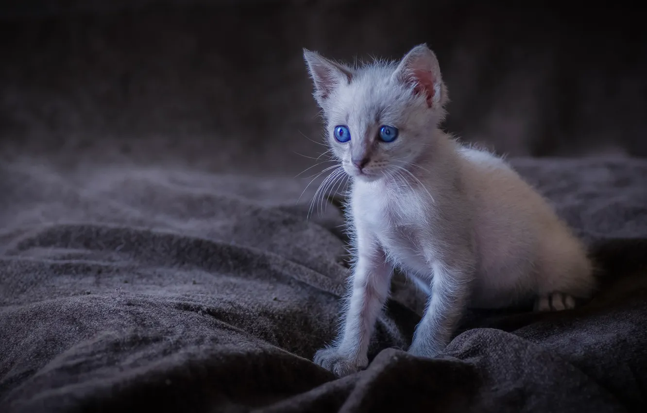 Photo wallpaper baby, kitty, blue eyes