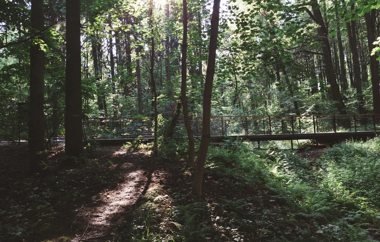 Photo wallpaper forest, the sun, trees, nature, Russia, Artem