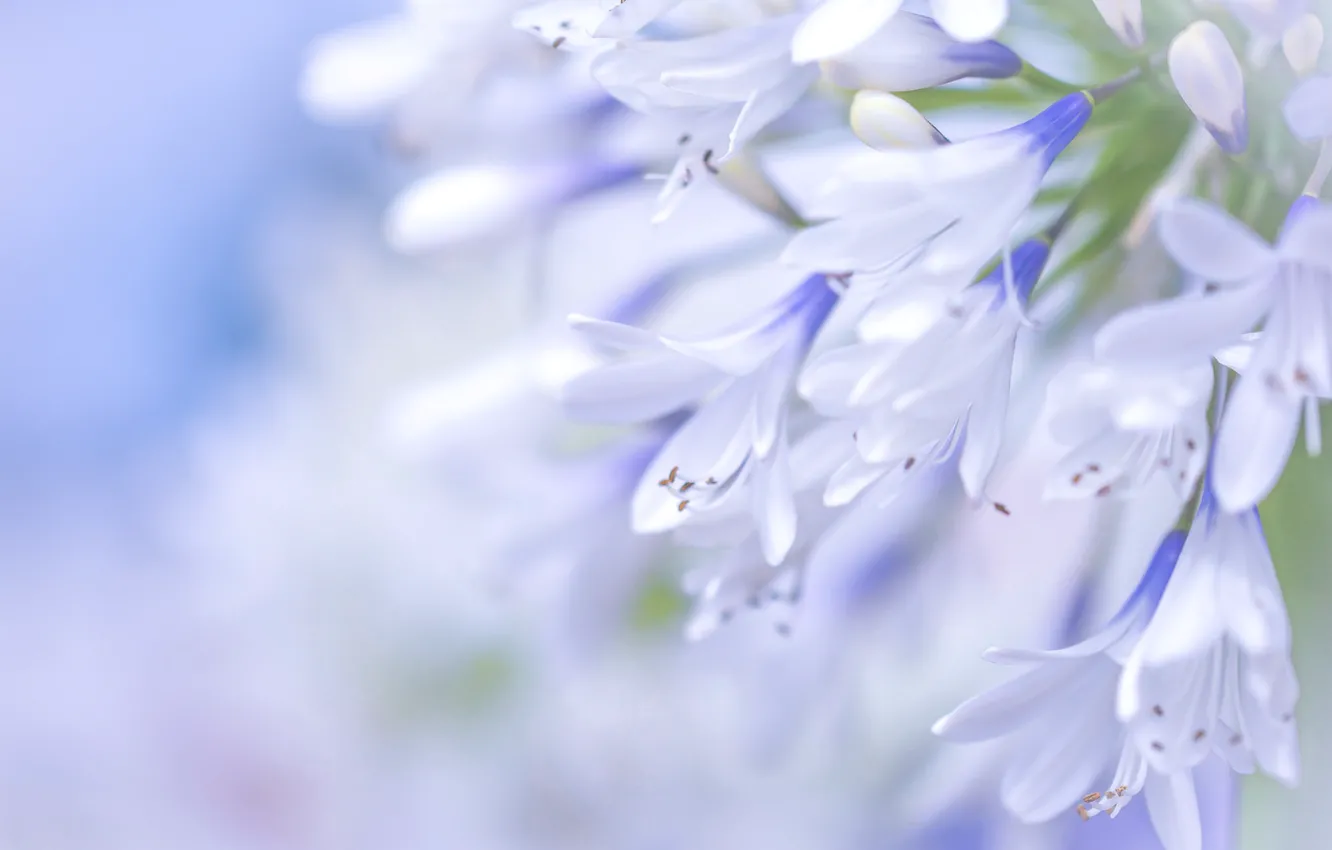 Photo wallpaper macro, blue, Agapanthus