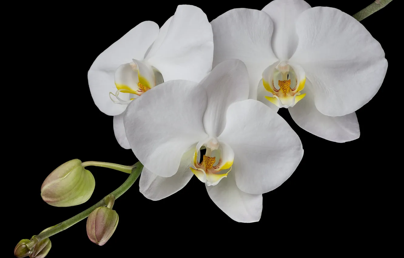 Photo wallpaper white, branches, Orchid