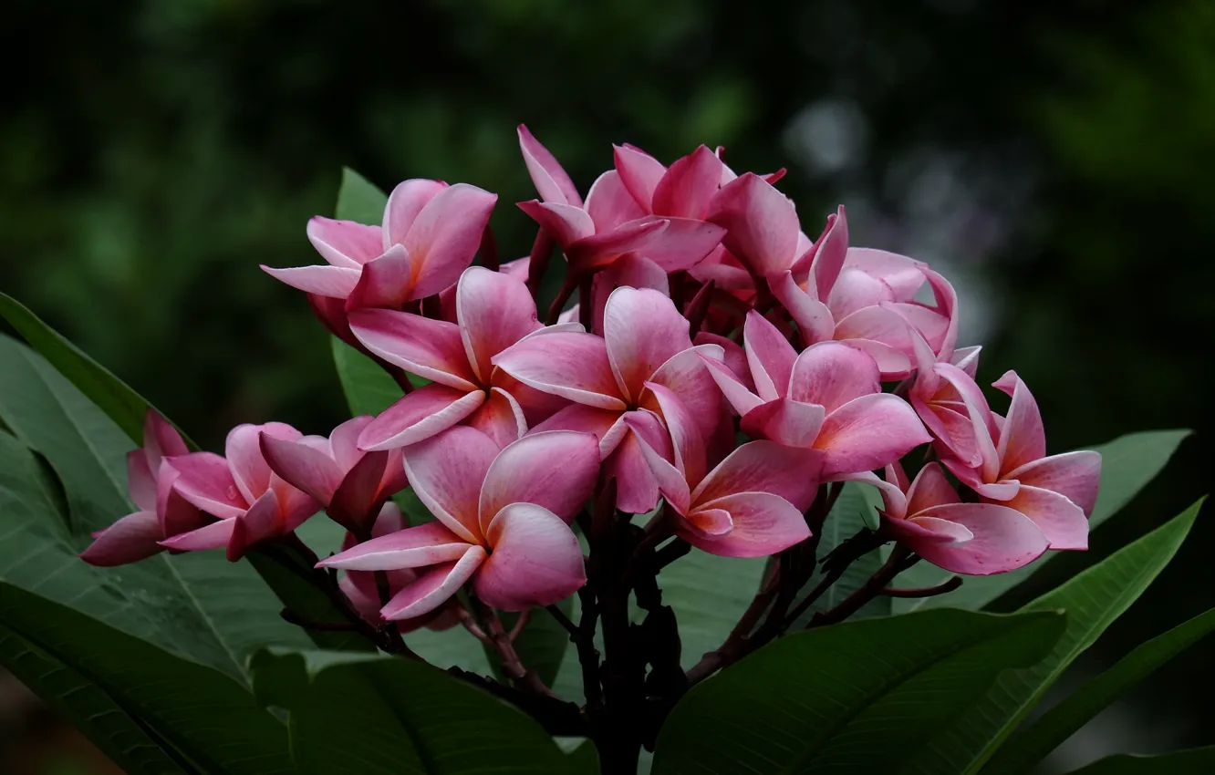 Photo wallpaper leaves, branches, petals, flowering, leaves, branch, plumeria, Flowering