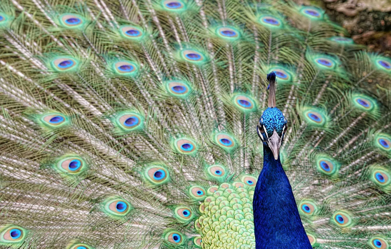 Photo wallpaper bird, peacock, feathers
