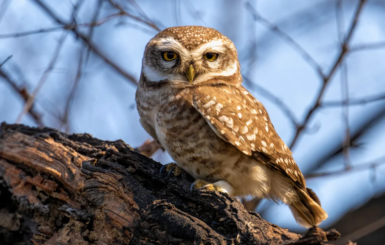 Photo wallpaper look, light, owl, bird, stump, portrait, owl, sychik