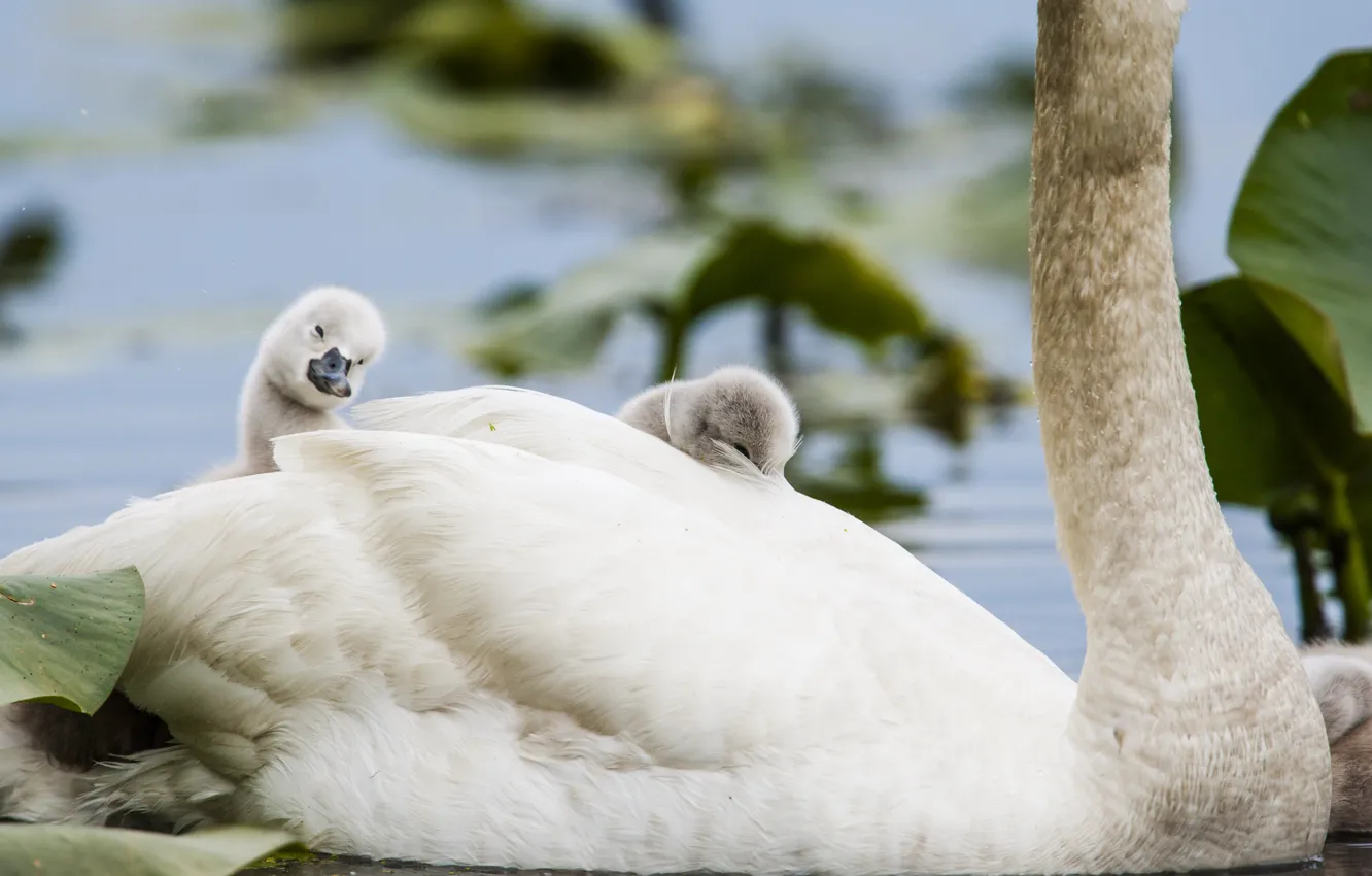 Photo wallpaper leaves, bird, swans, Chicks, pond, neck