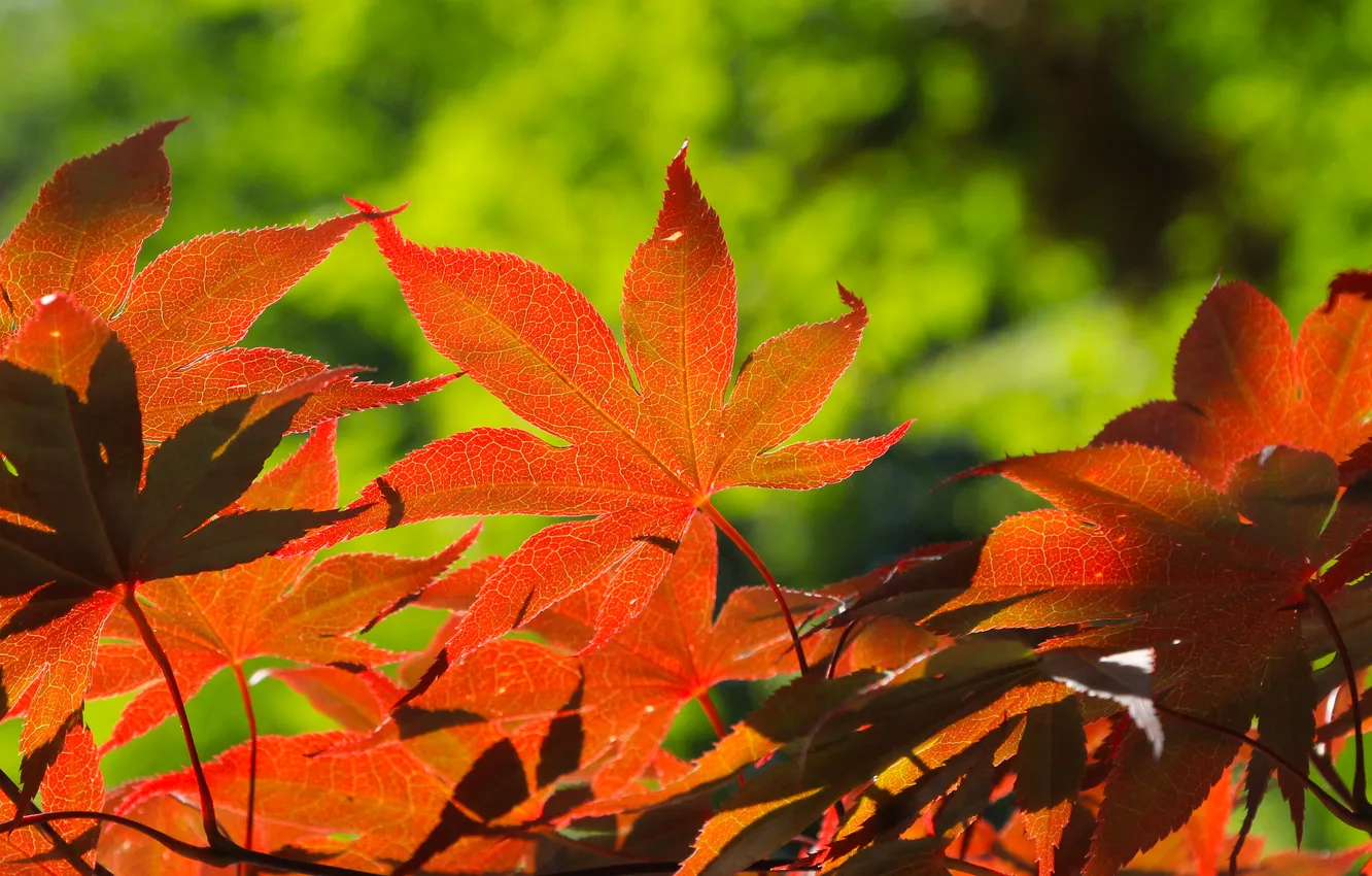 Photo wallpaper red, leafs, twig